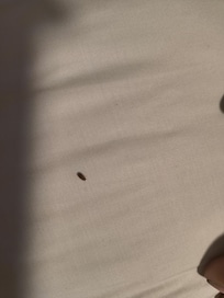 Bugs coming out the bed