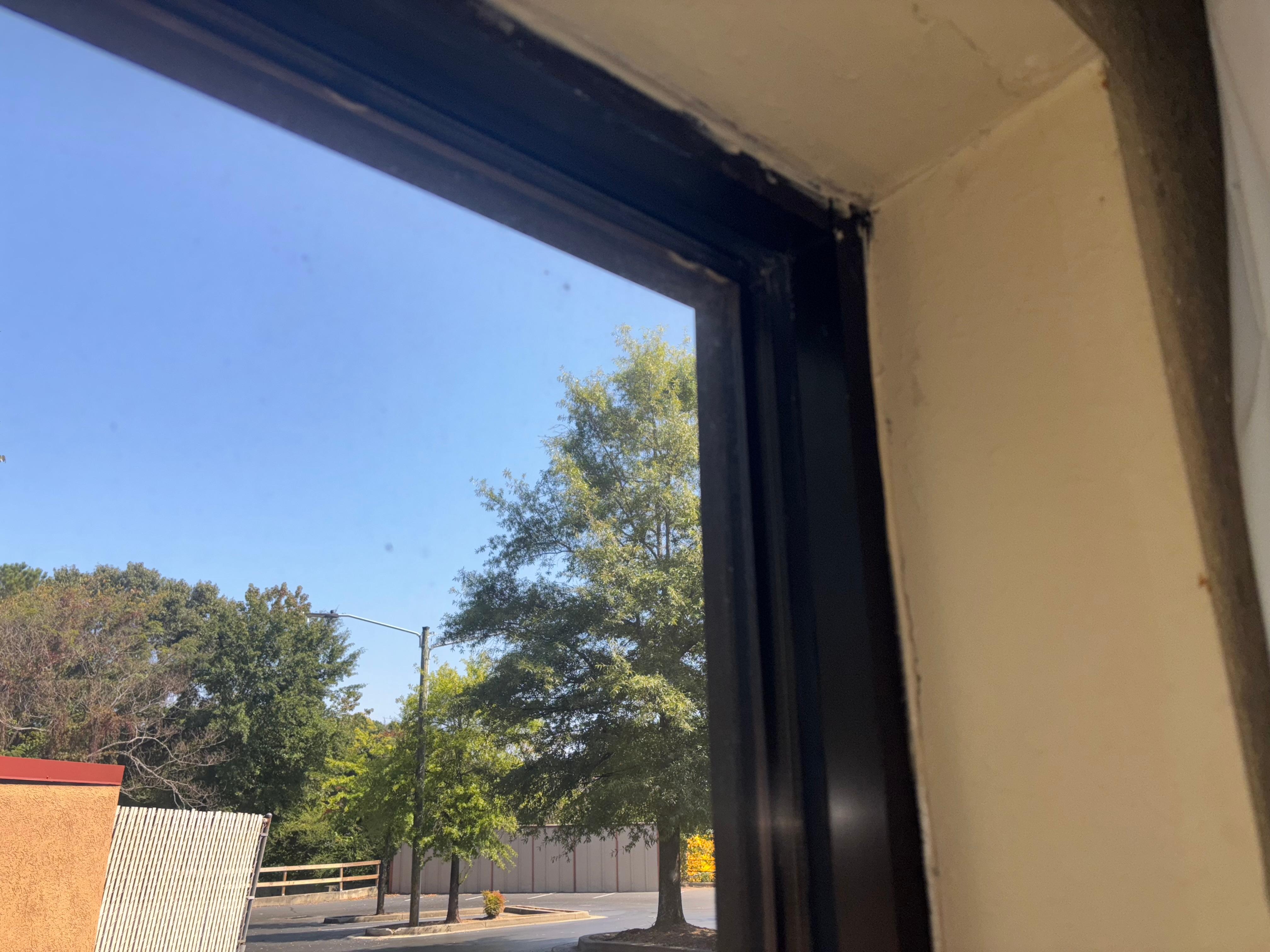 Bugs and spider webs