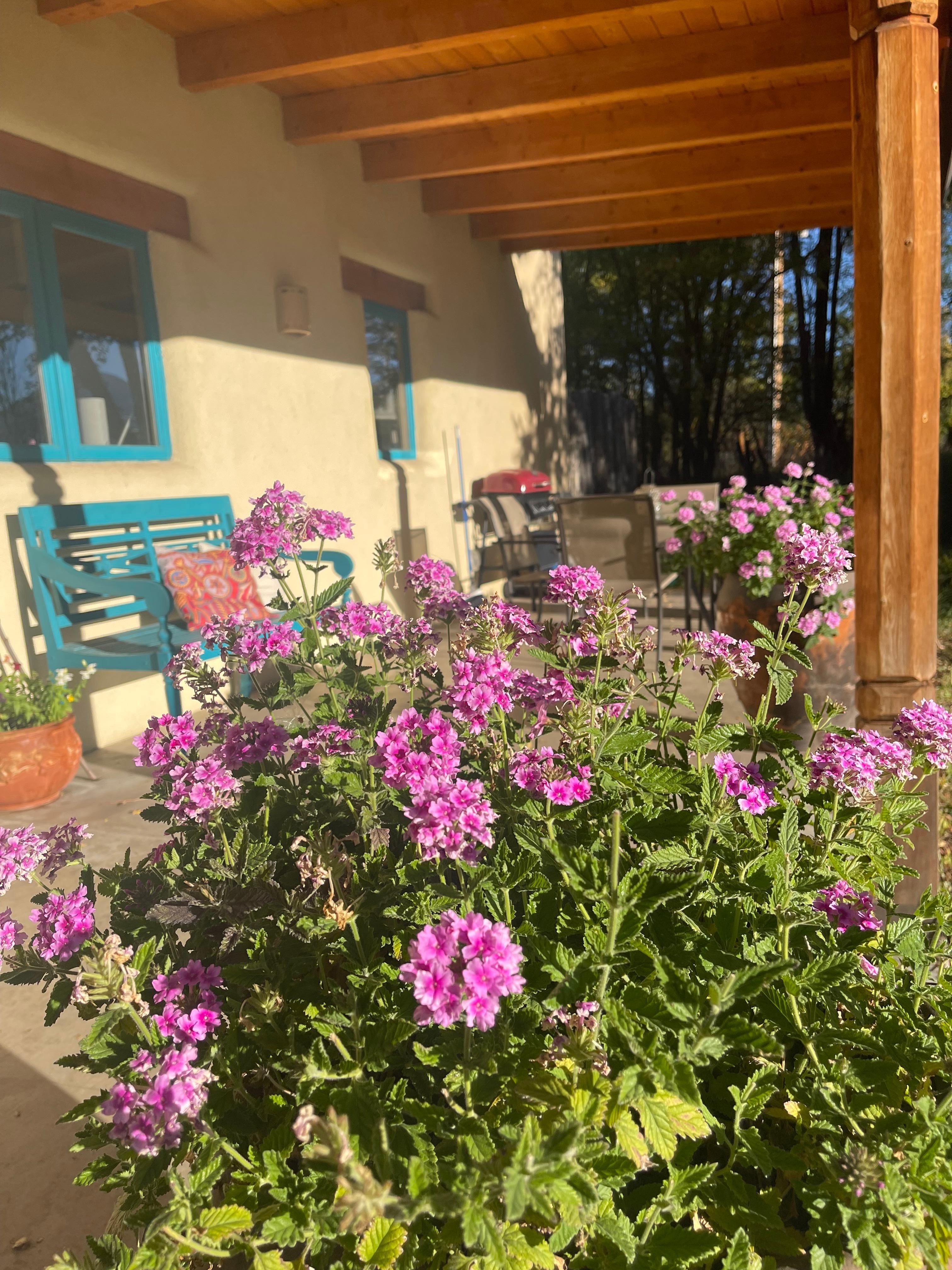 Verbenas in the front porch pots.