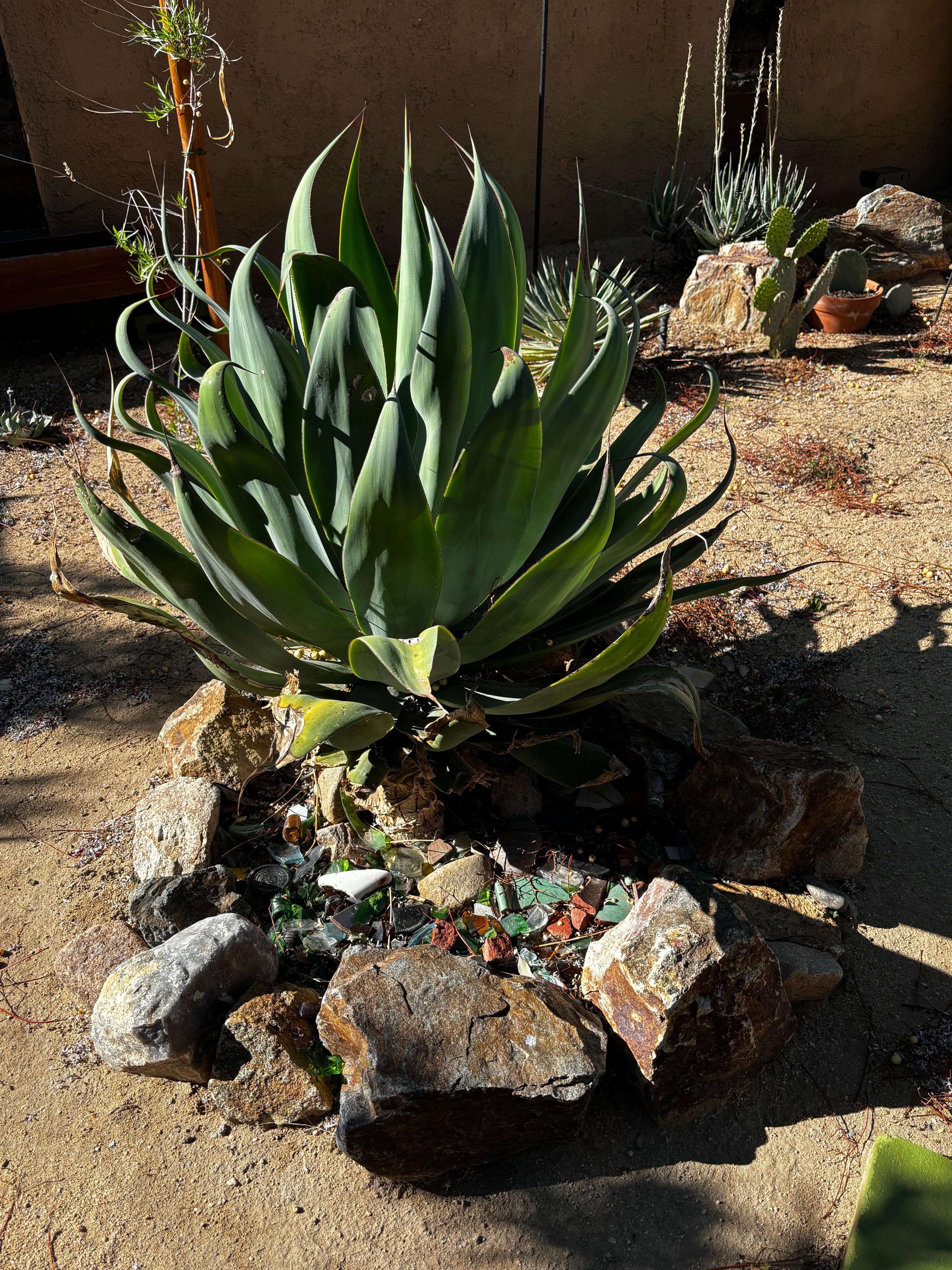 Wonderful succulent gardens