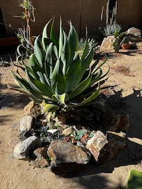 Wonderful succulent gardens