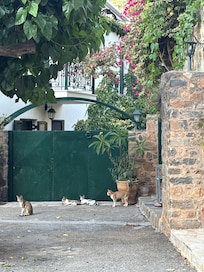 Nearby house and cats!