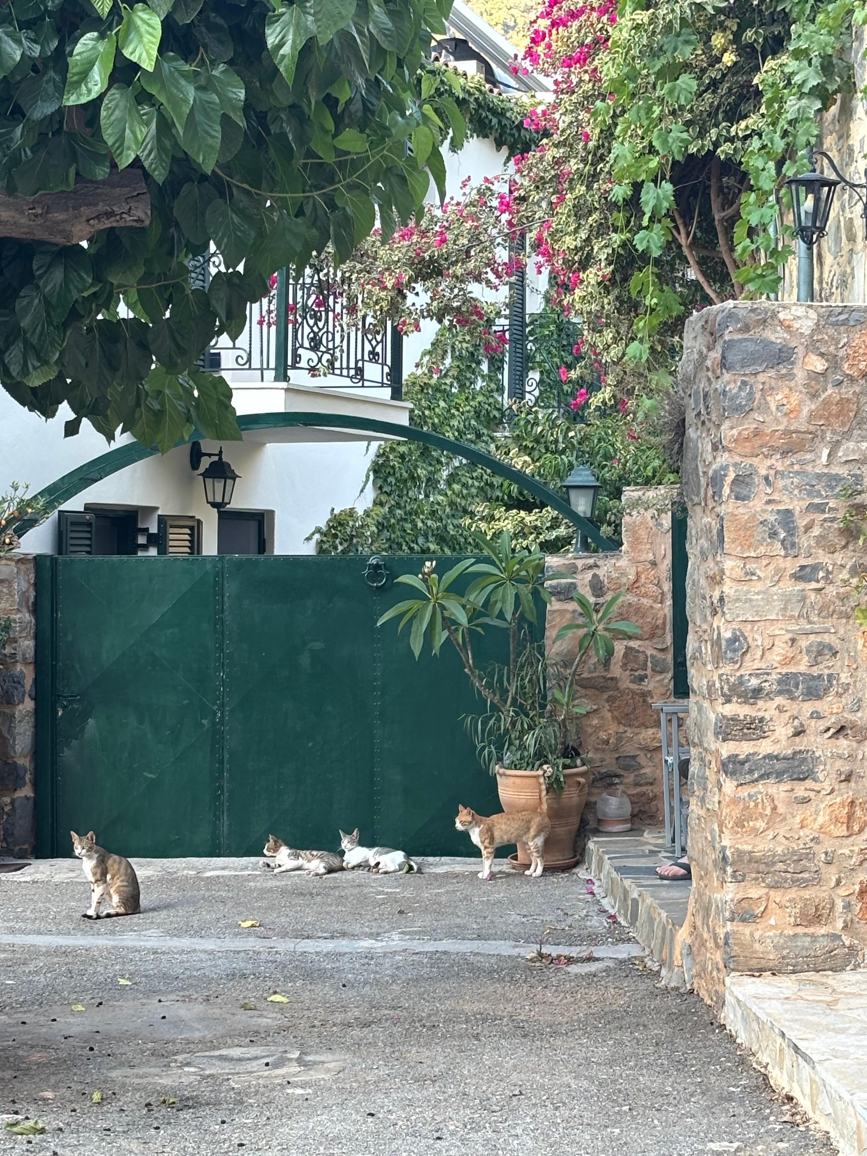 Nearby house and cats!