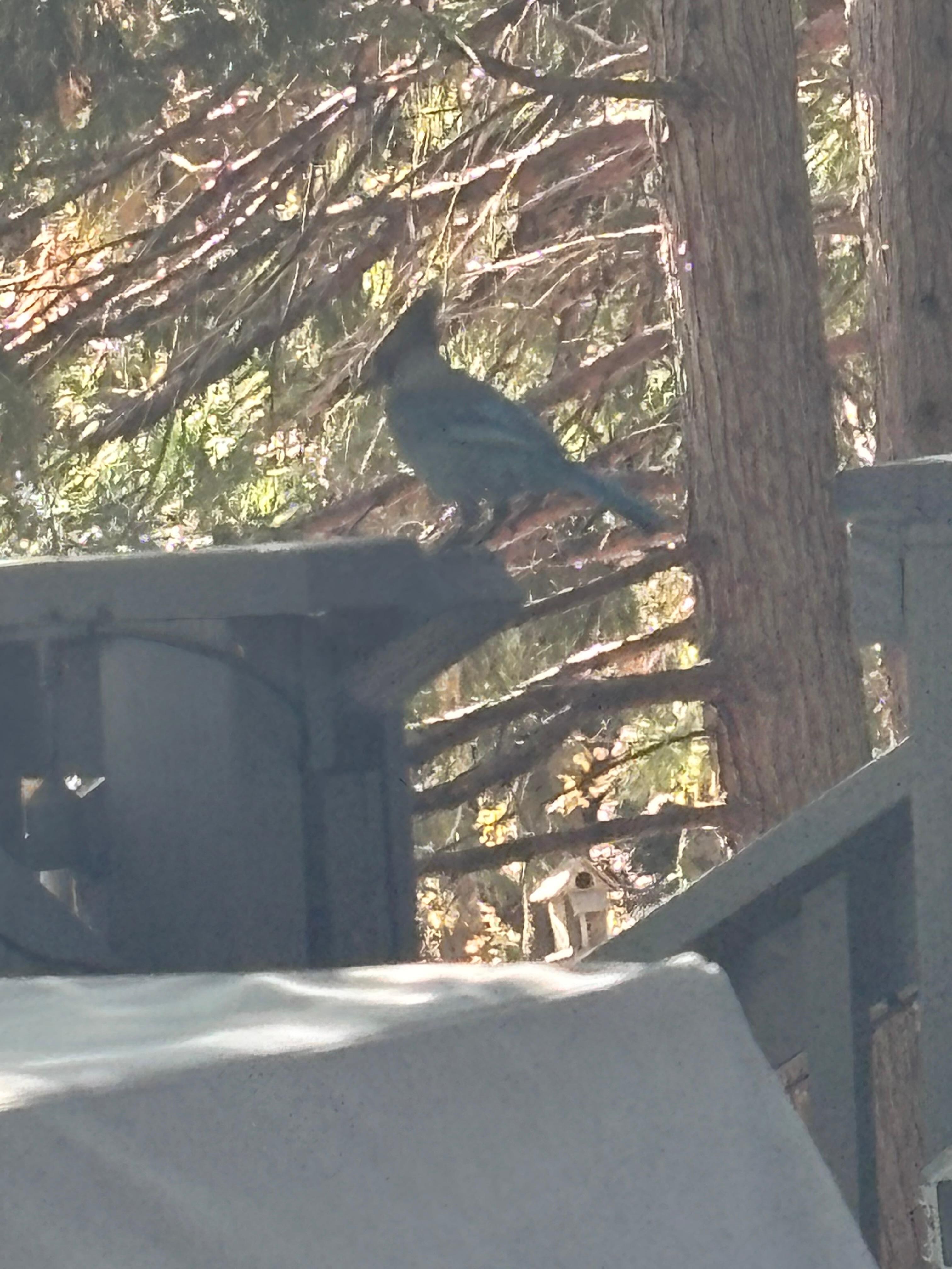 I loved bird watching. 