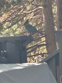 I loved bird watching.