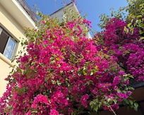 prächtige Bogonvillea im Garten vom SOLO