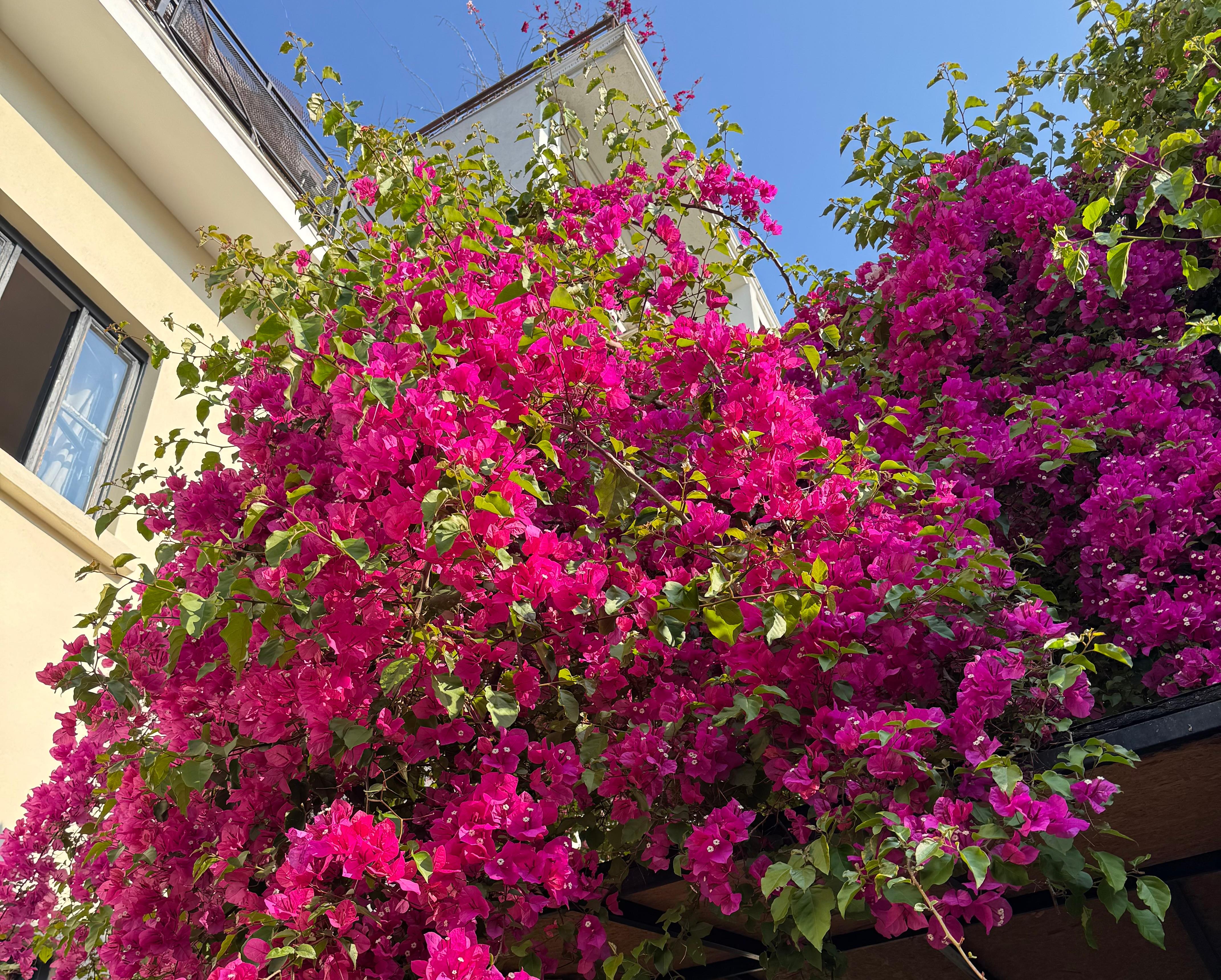 prächtige Bogonvillea im Garten vom SOLO