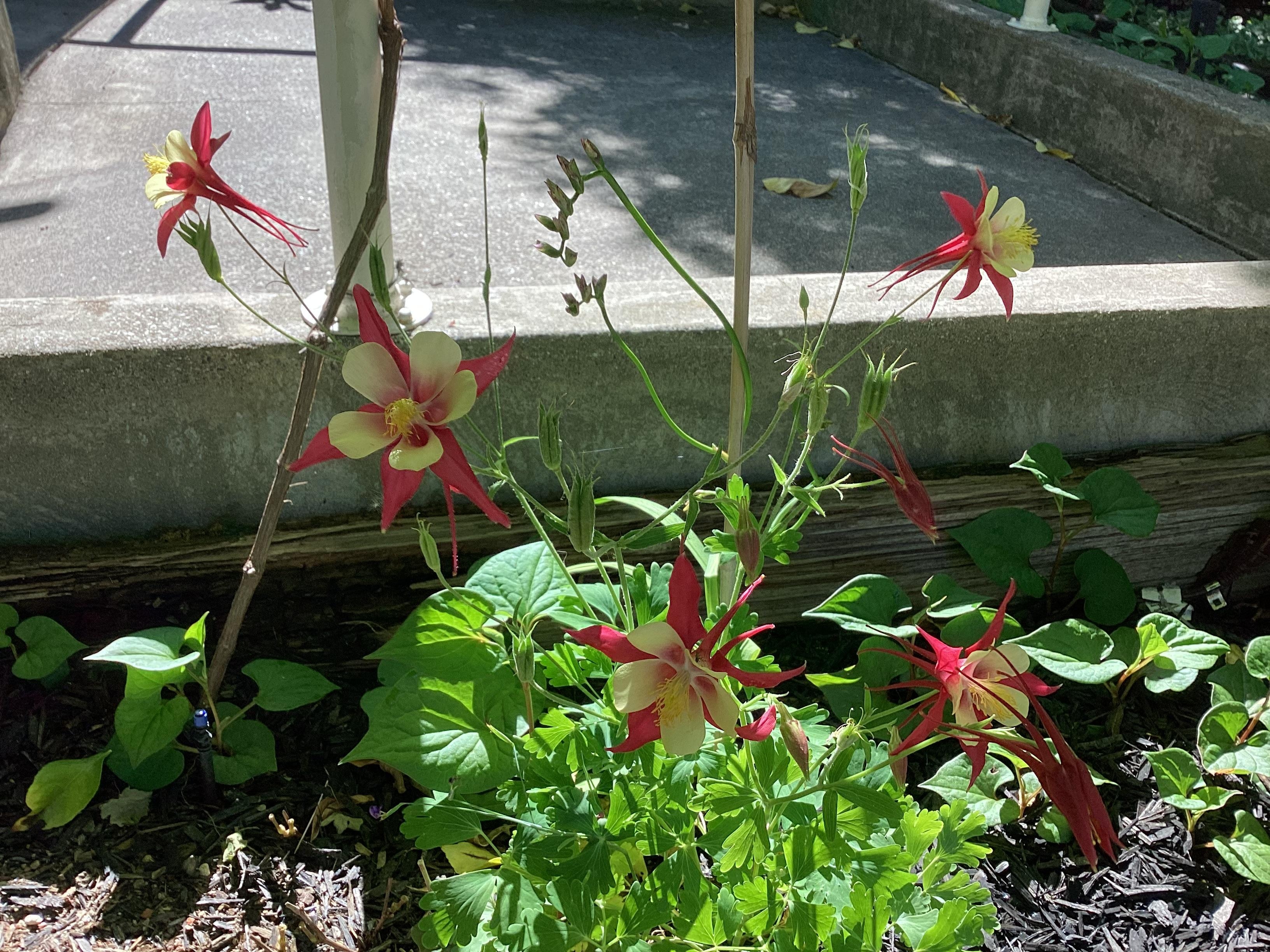Flowers, exotic trees, bushes all over , end April roses, flowers popping all over wind country!