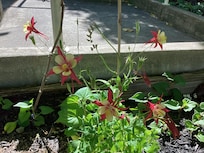 Flowers, exotic trees, bushes all over , end April roses, flowers popping all over wind country!