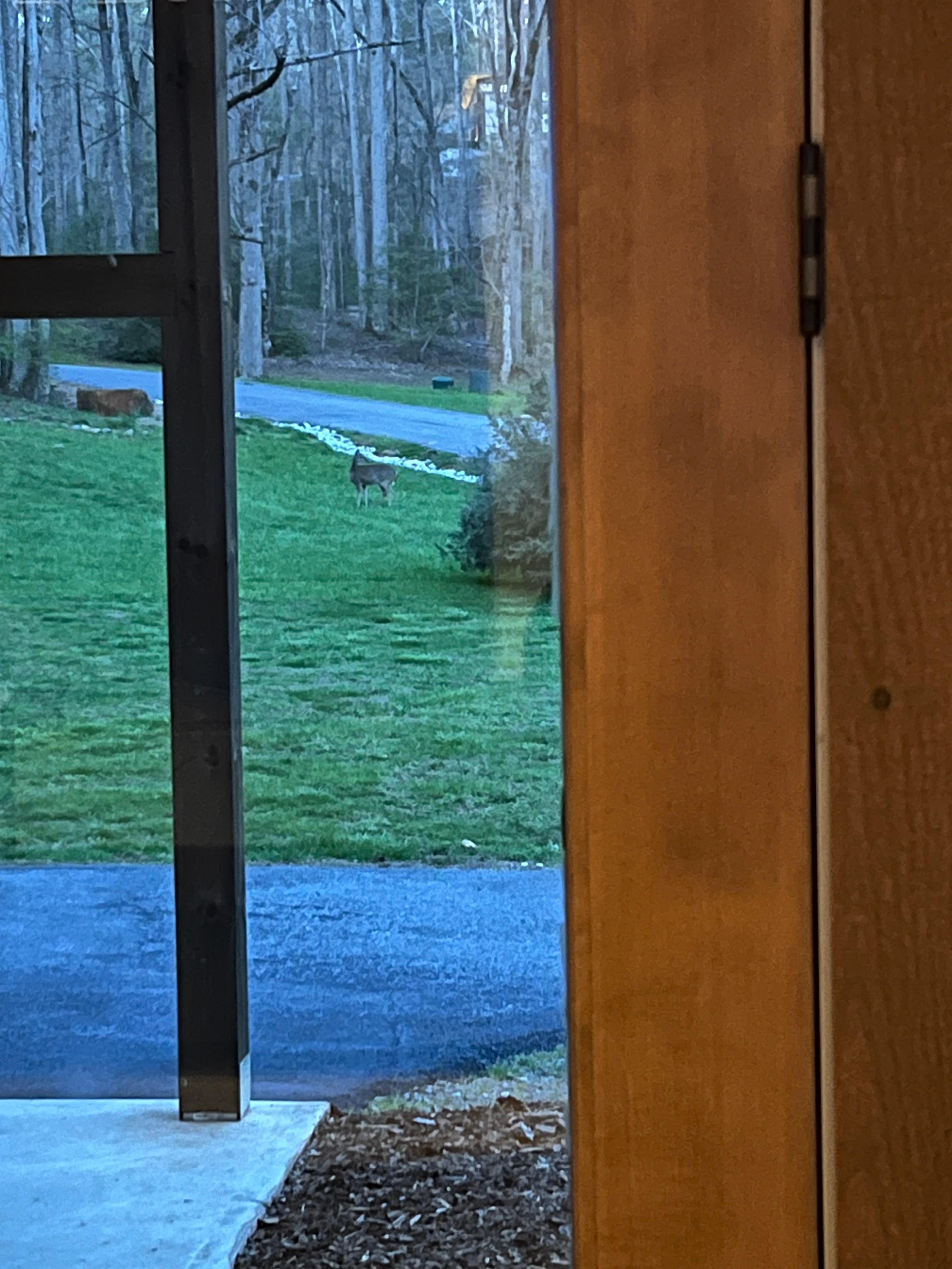 Deer… there were 5 each day! 