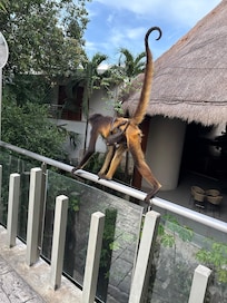Monkeys