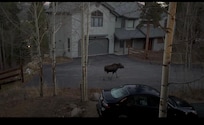 Lots of neighborhood moose!