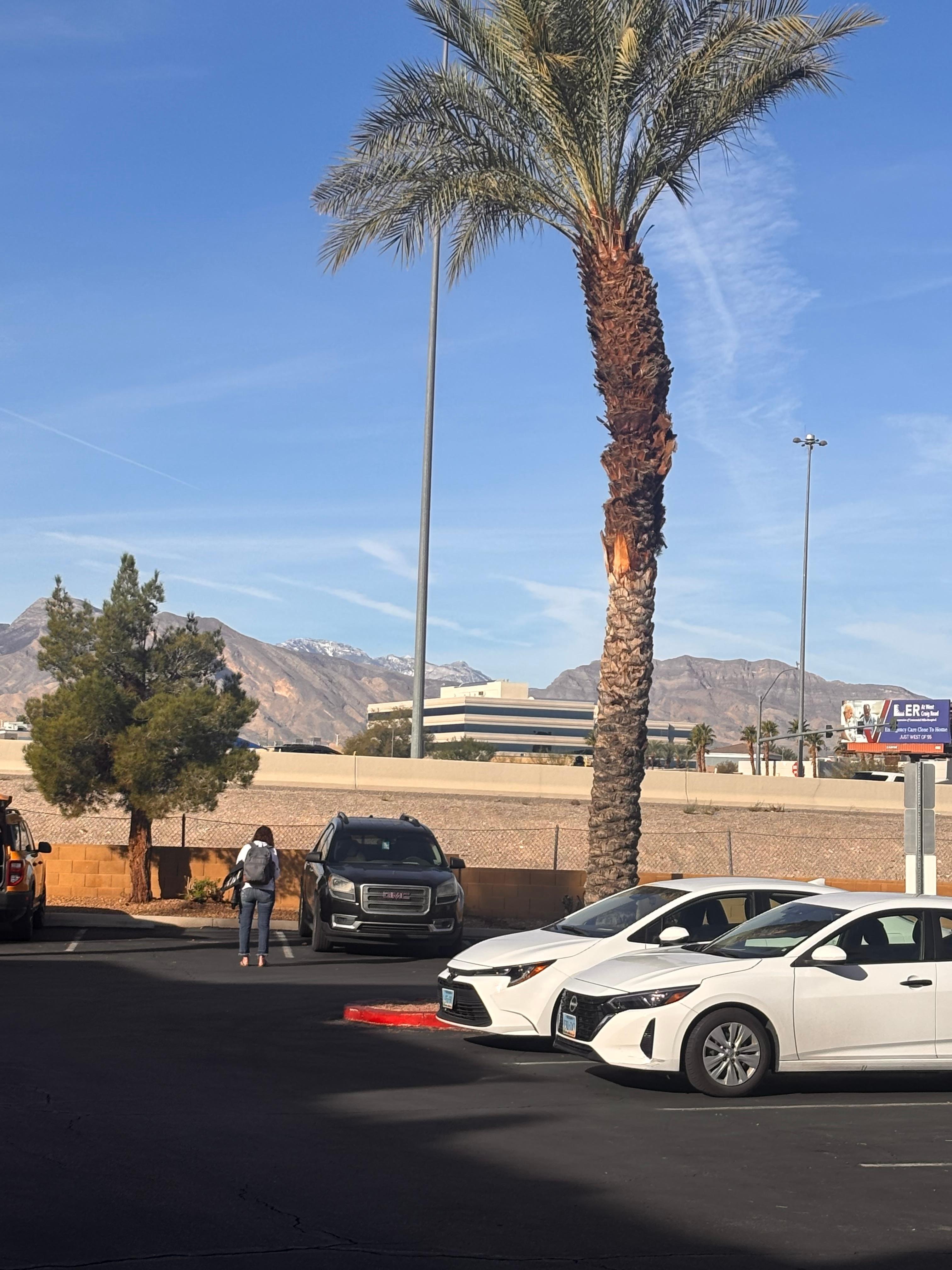 Snow and palm Trees all in same picture from hotel lot