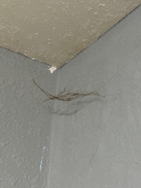 Spider webs