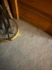 This is the fireplace. Mouse poop and ash.