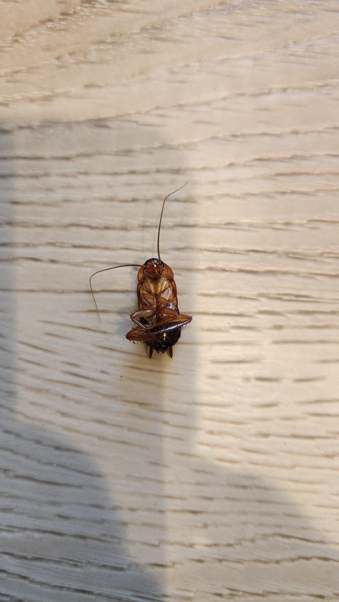Cockroaches daily
