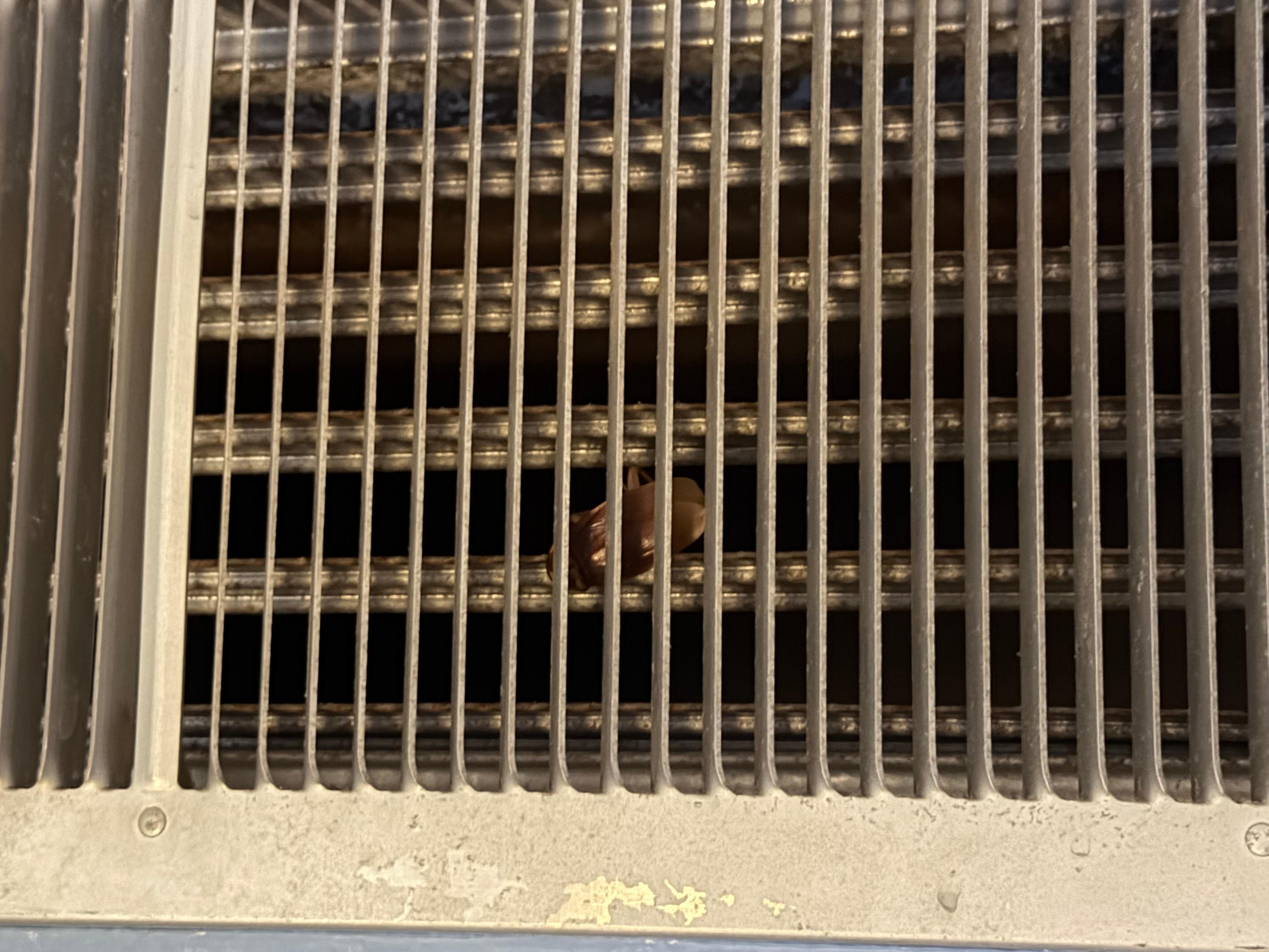 look close - huge beetle bug in the air vent