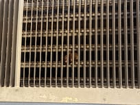 look close - huge beetle bug in the air vent