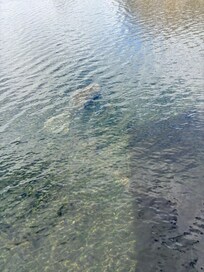 Manatee springs and Fanning springs are in the area.