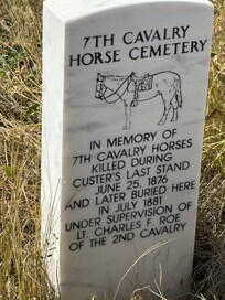Custards horses