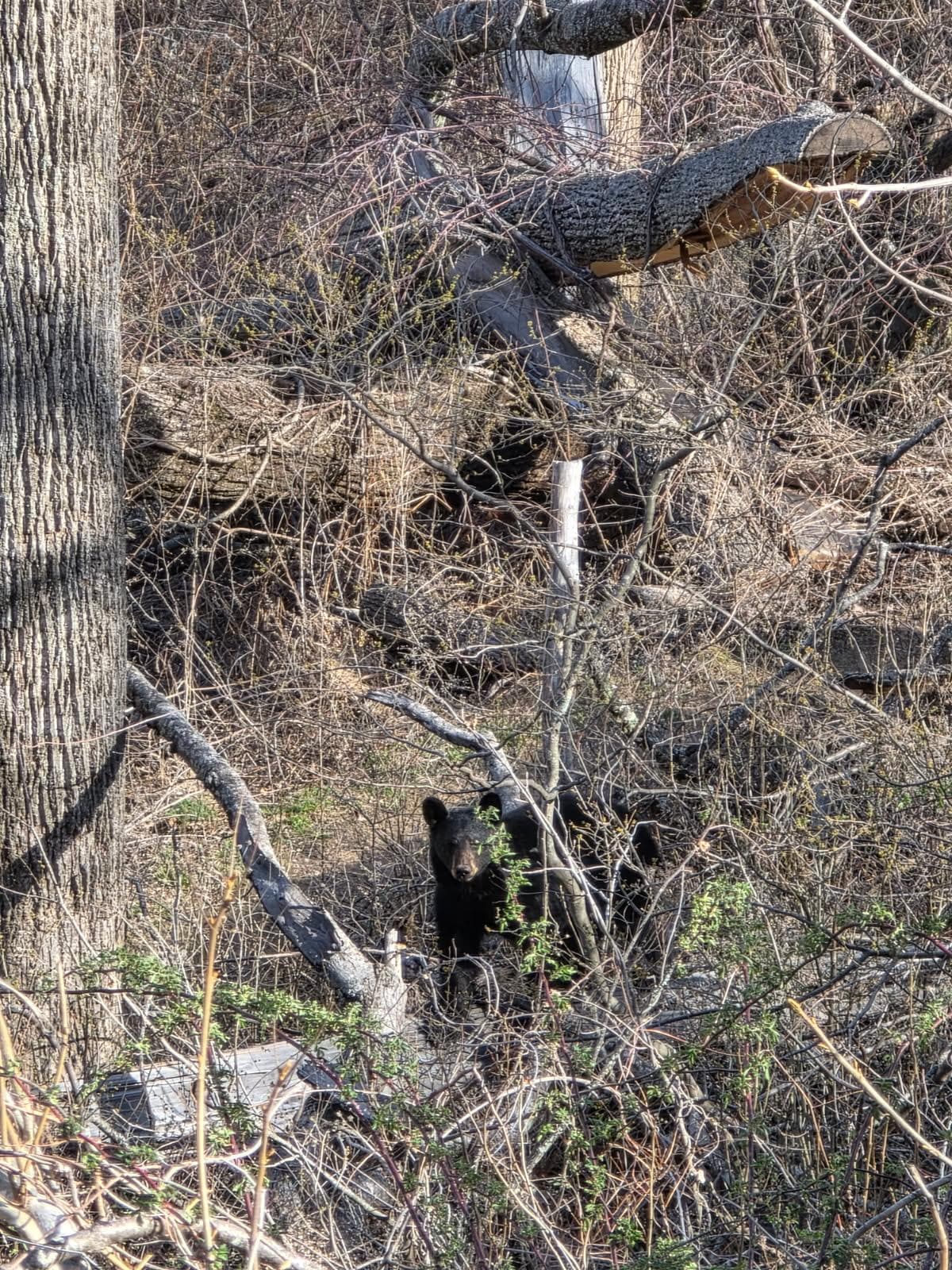 During another hike, we got to see this big guy peeking up at us.