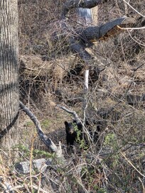 During another hike, we got to see this big guy peeking up at us.