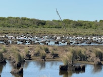 Birding on the road to the house.