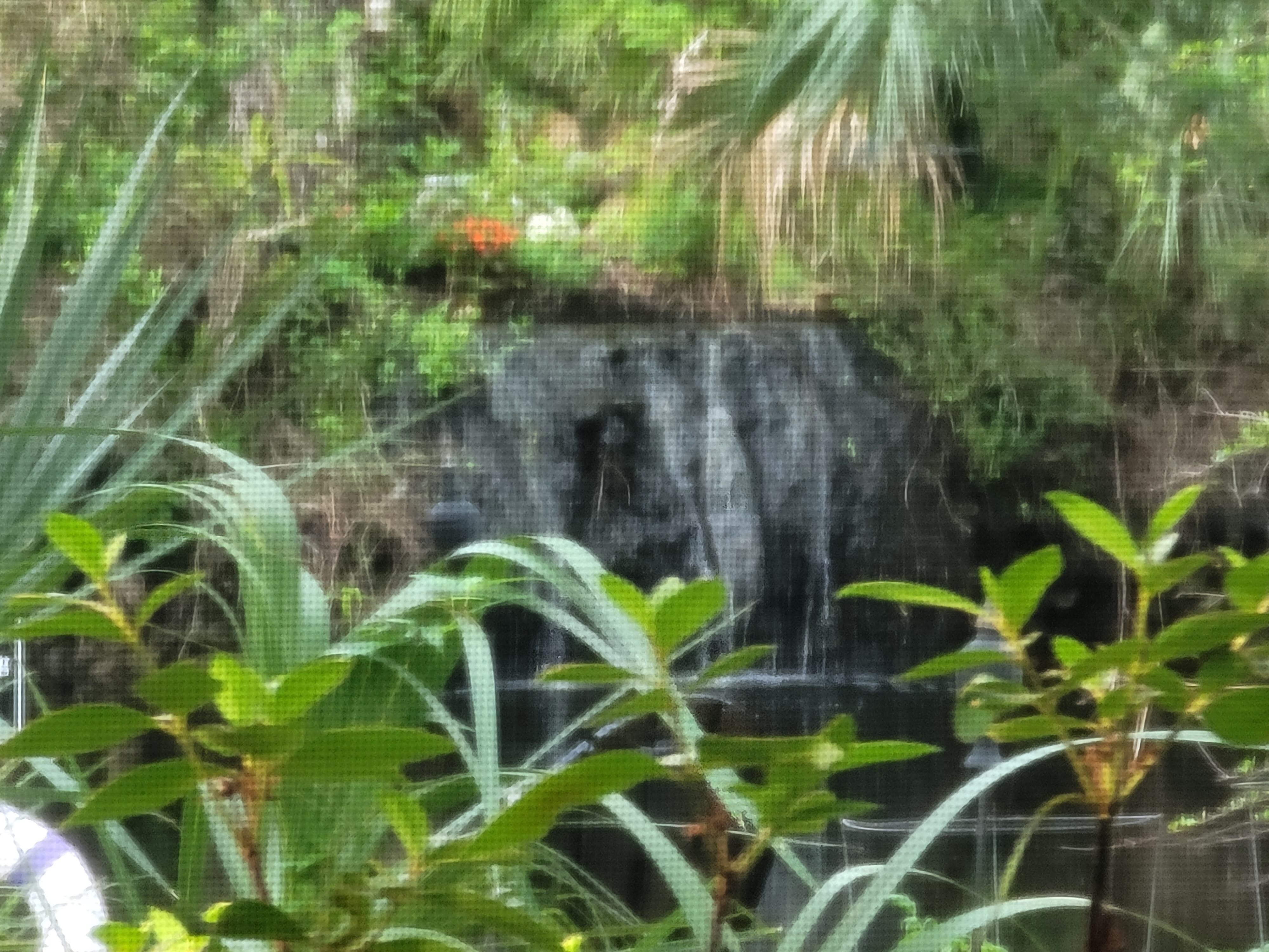 Waterfall view from the patio