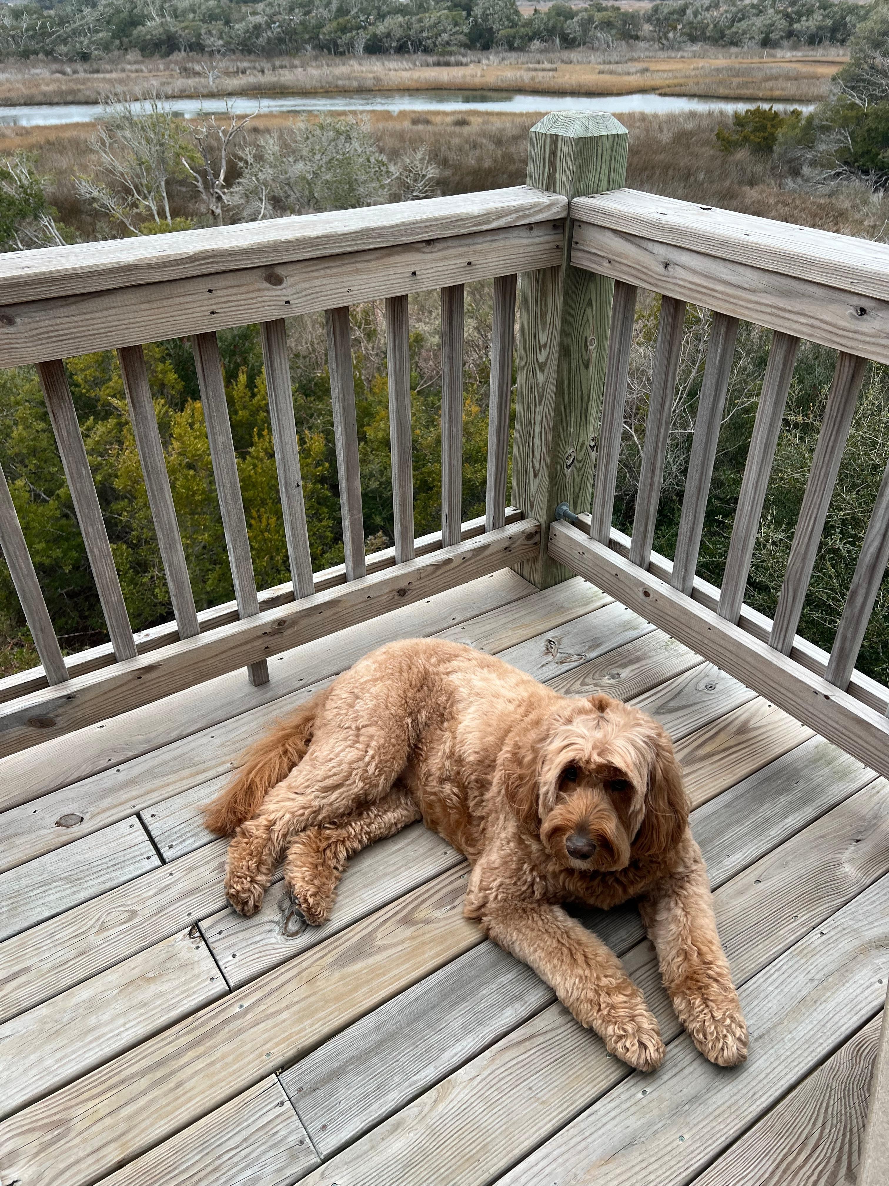 Our pup’s favorite spot