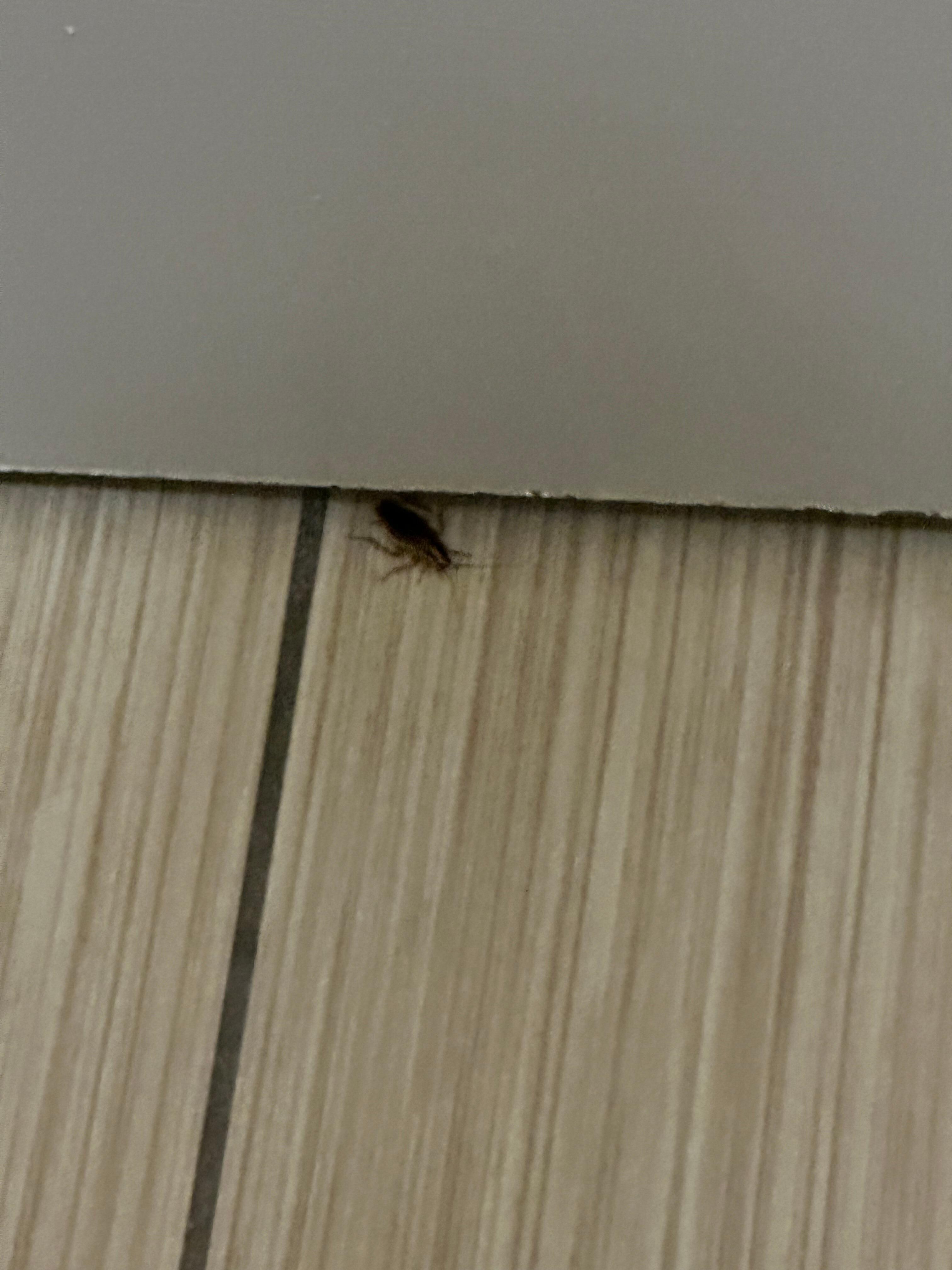 Roach