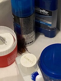Cucaracha en articulos de higiene personal