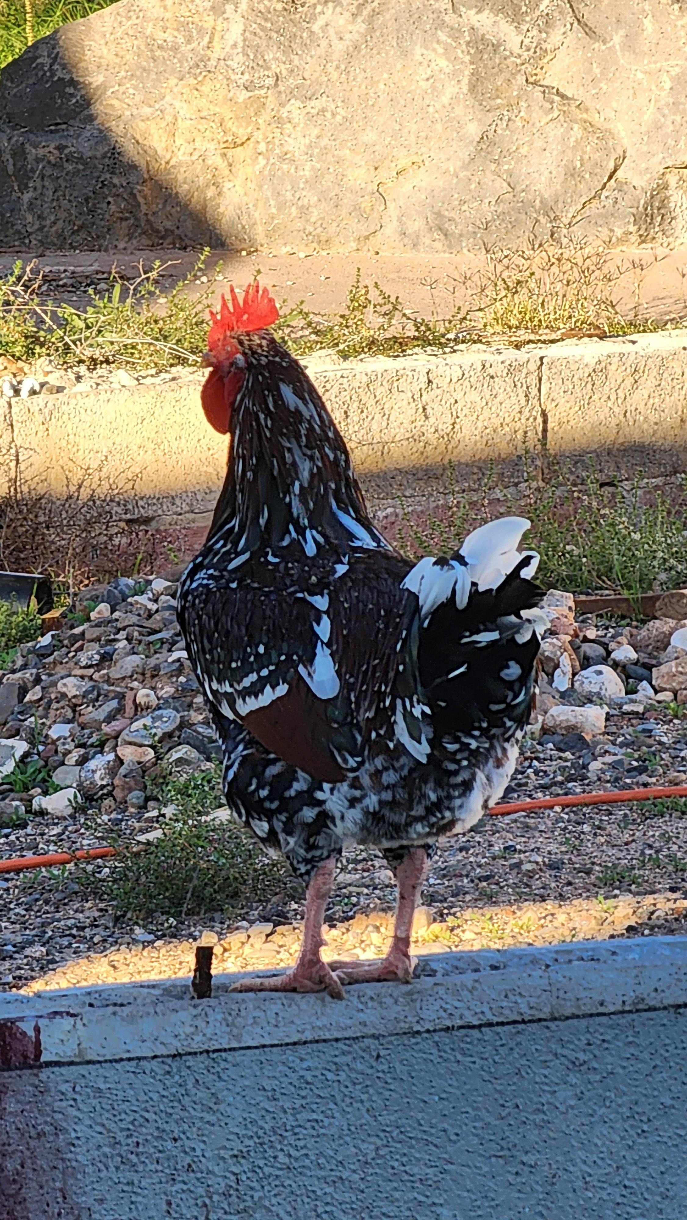 Rooster who was entertaining!