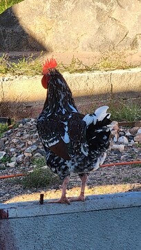 Rooster who was entertaining!