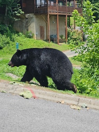 Bear in the neighborhood