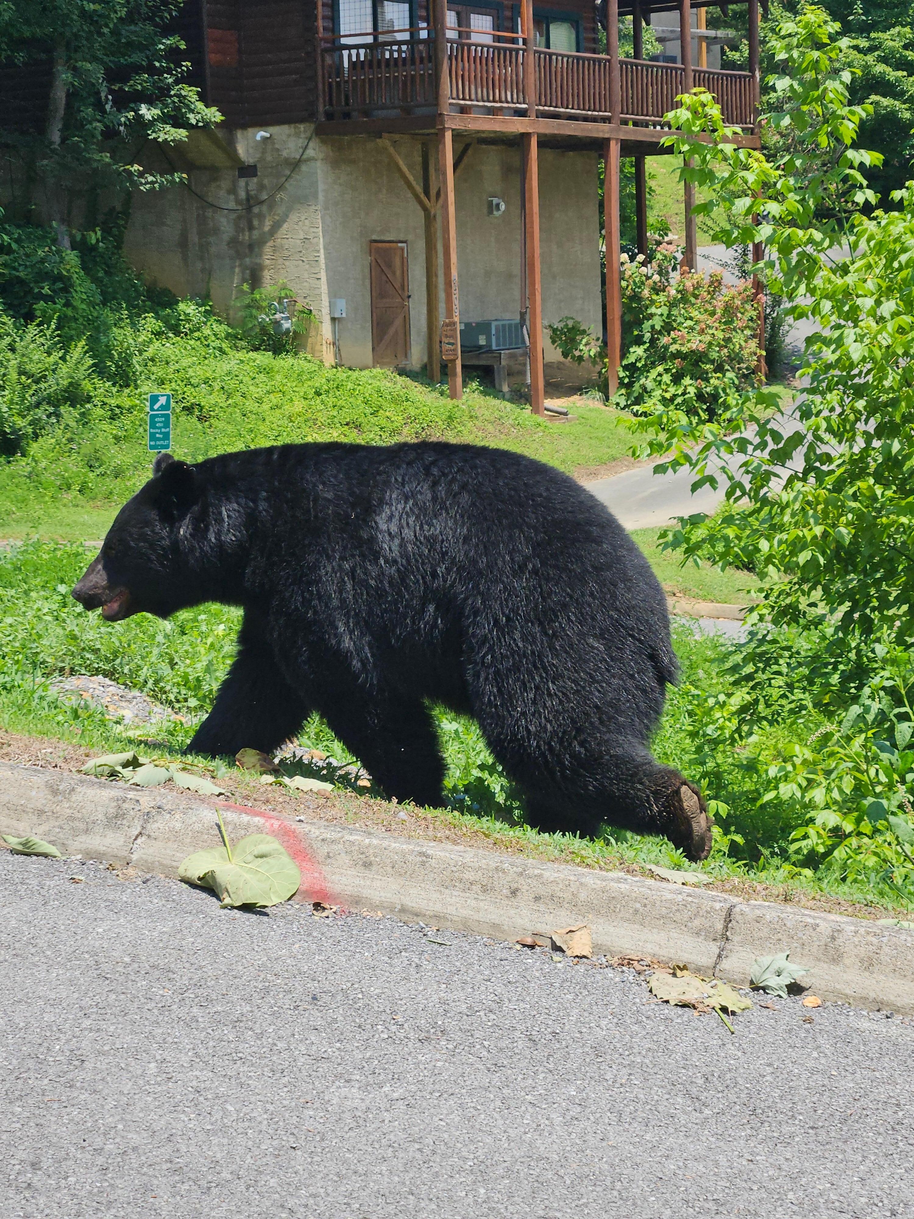 Bear in the neighborhood