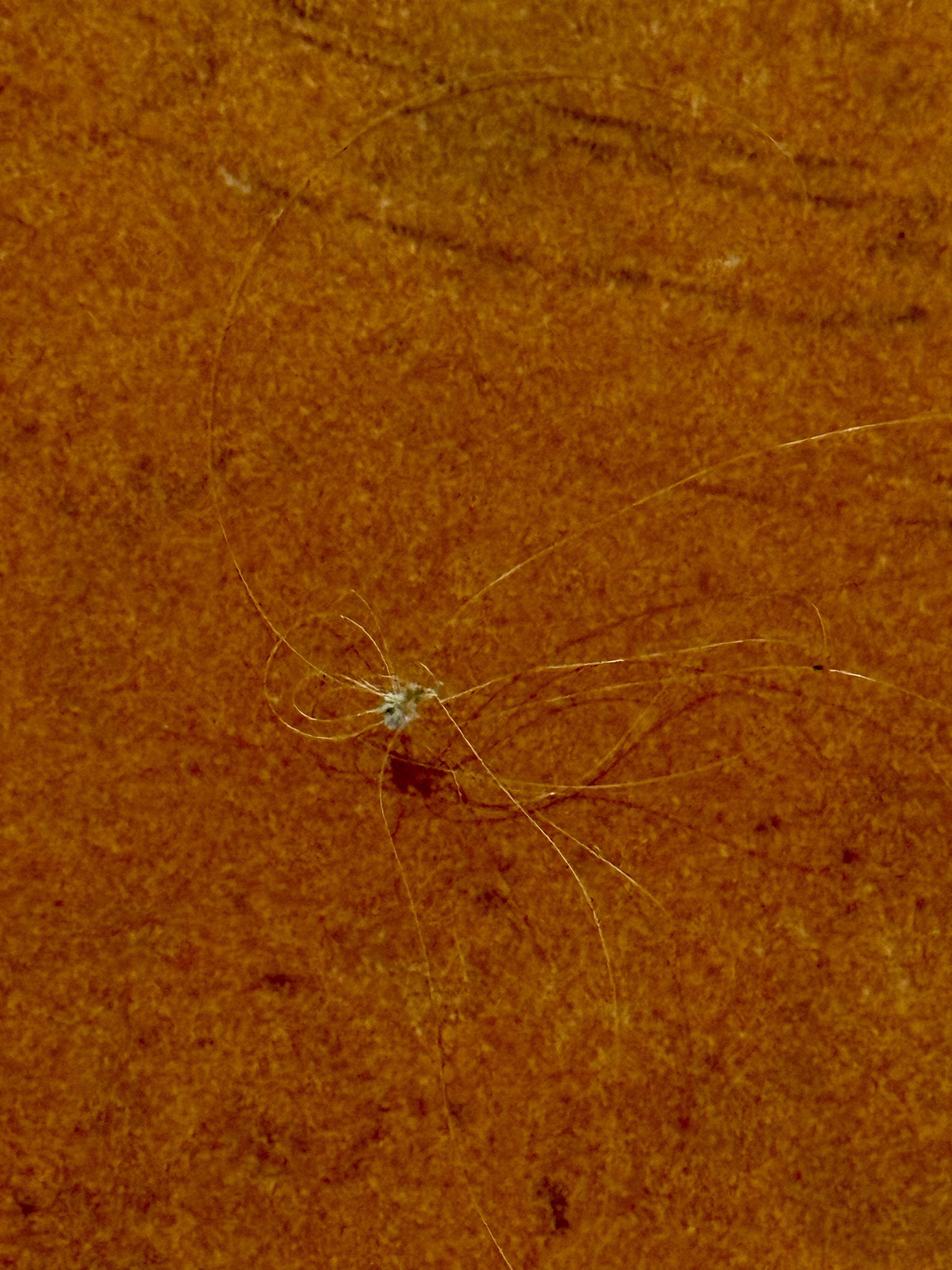 Blond/white hairball stuck to socks (my hair is dark).