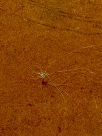 Blond/white hairball stuck to socks (my hair is dark).