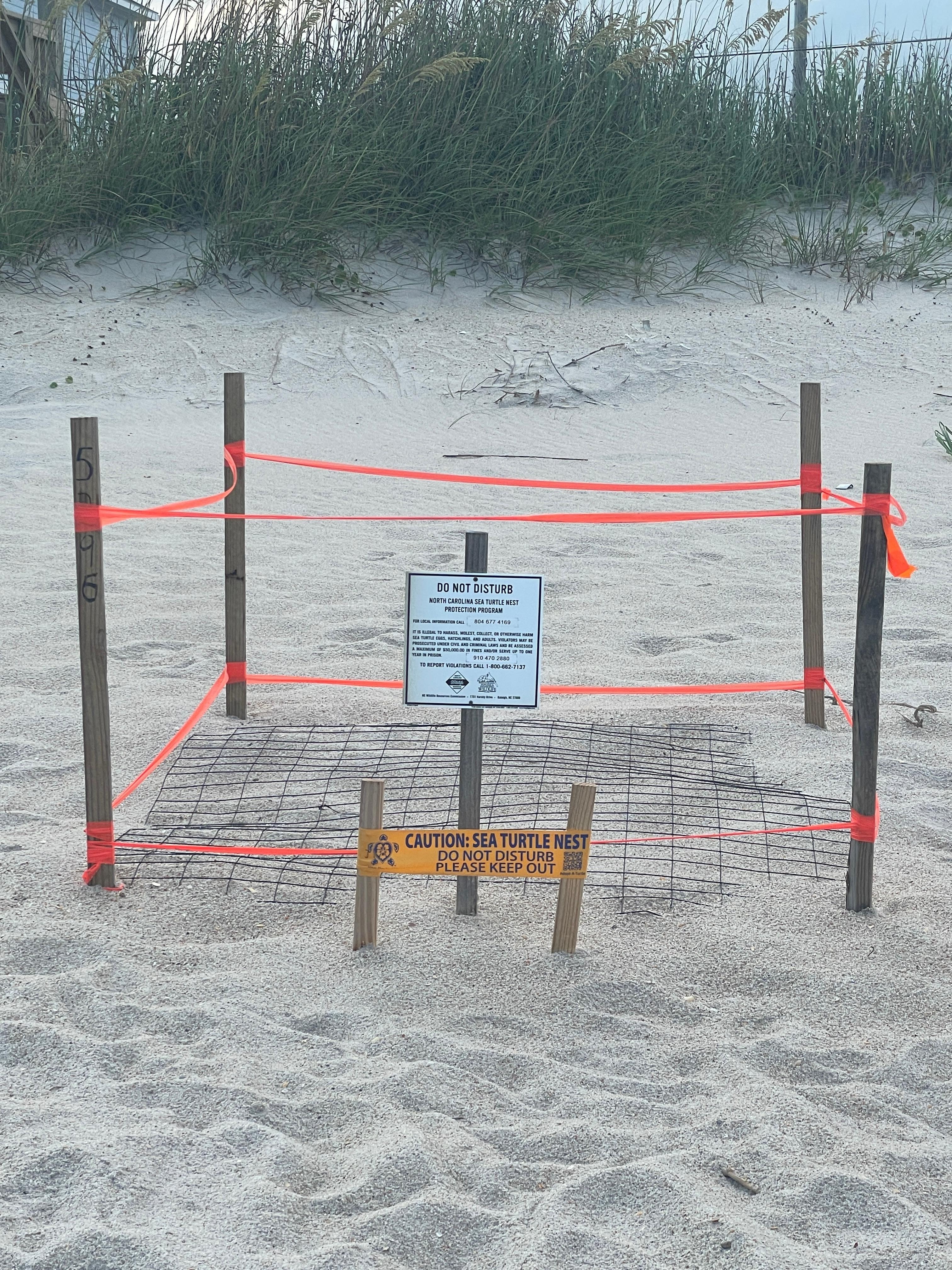 Turtles nest with eggs