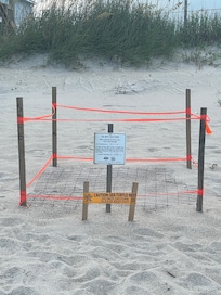 Turtles nest with eggs
