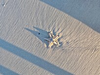 Starfish washed up onto beach