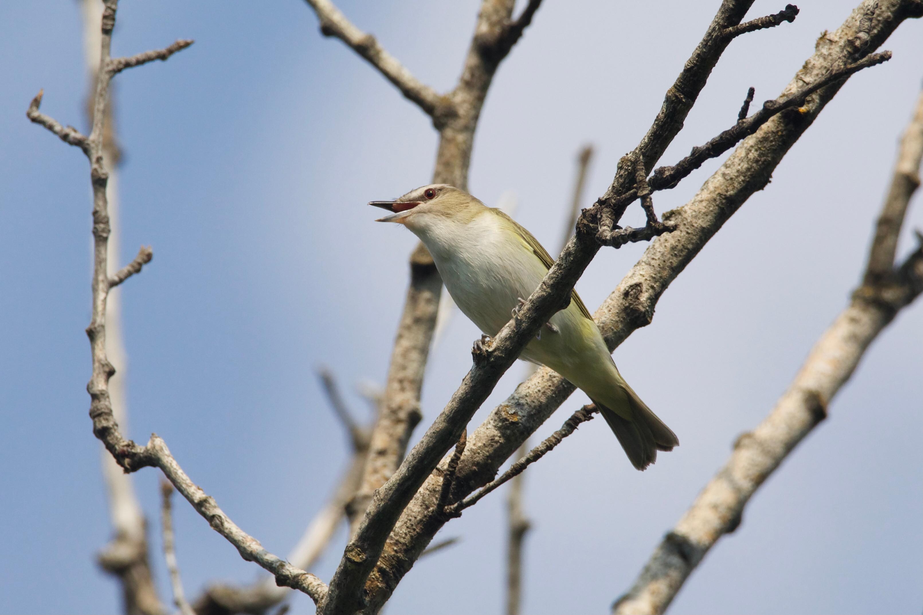 Red-Eyed Vireo