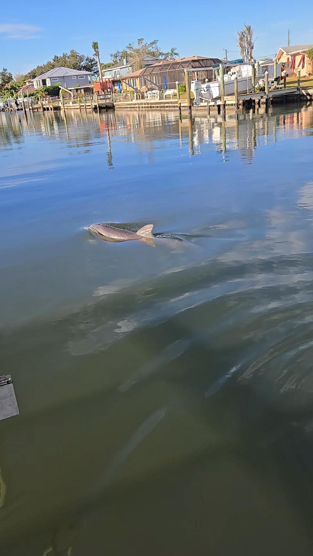 Dolphins right off the dock
