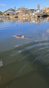 Dolphins right off the dock