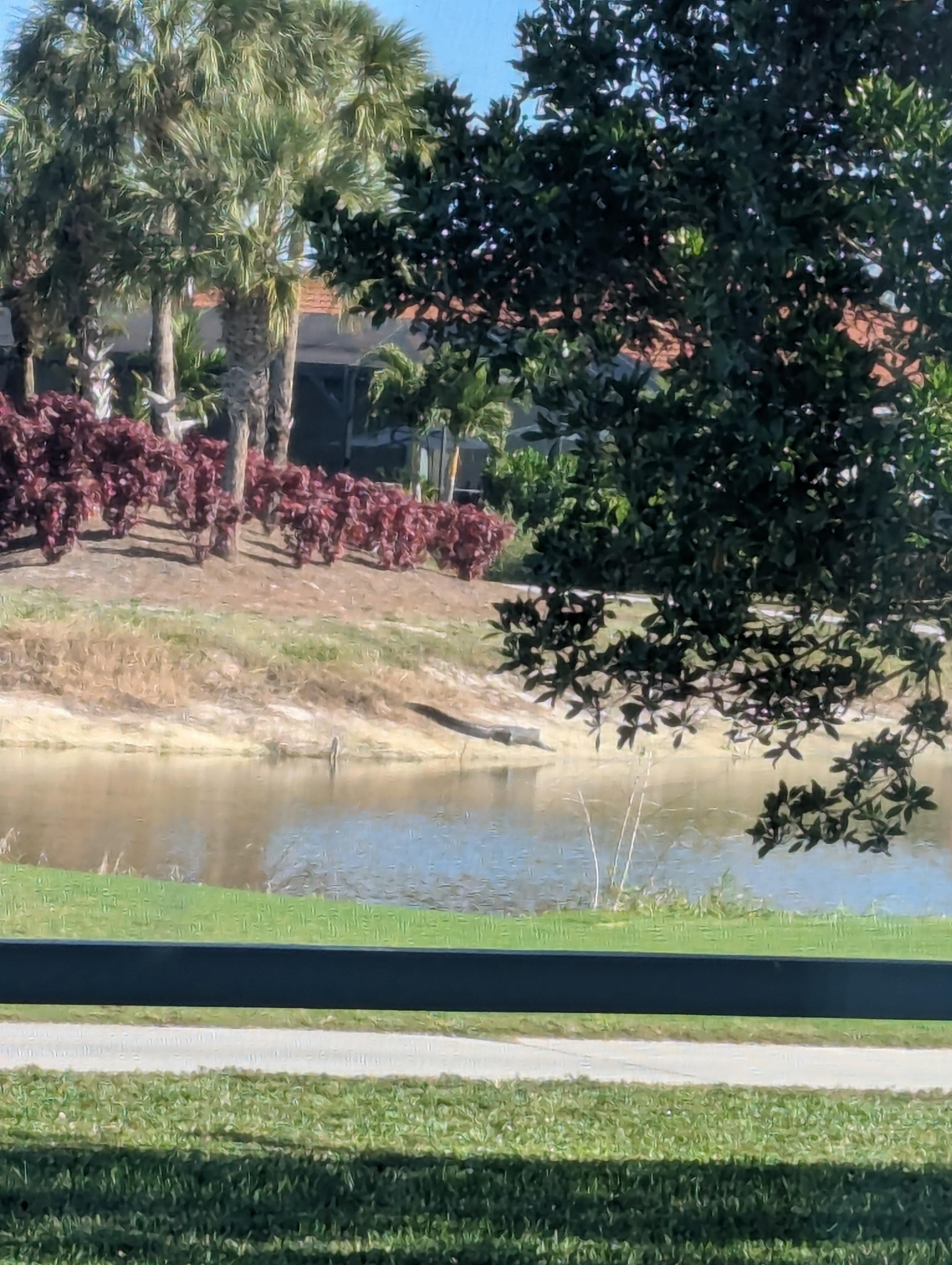 Alligator in back yard was cool to watch for. 