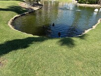 Cute ducks in the pond out front
