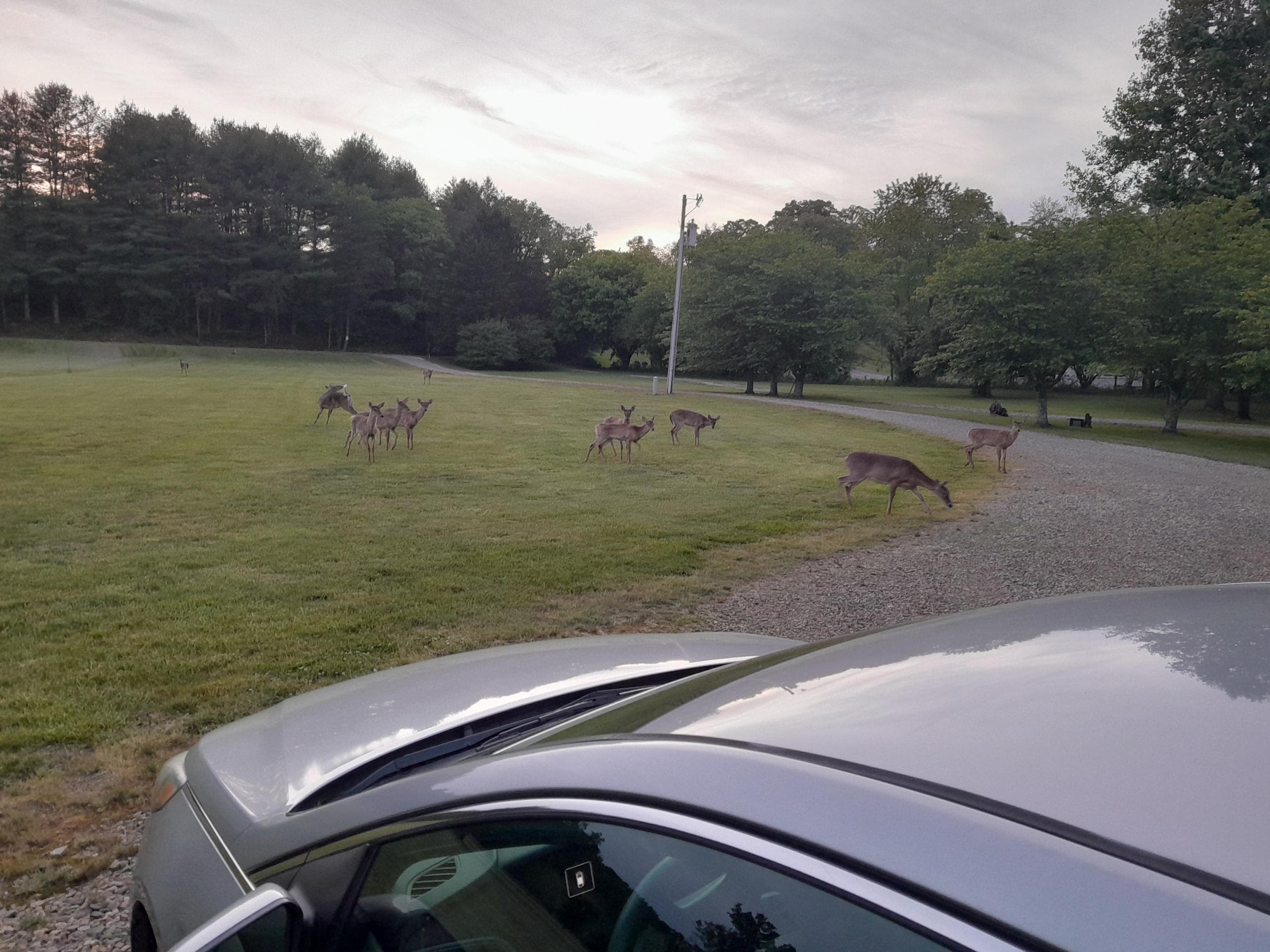 Deer out front evening
before we left.
