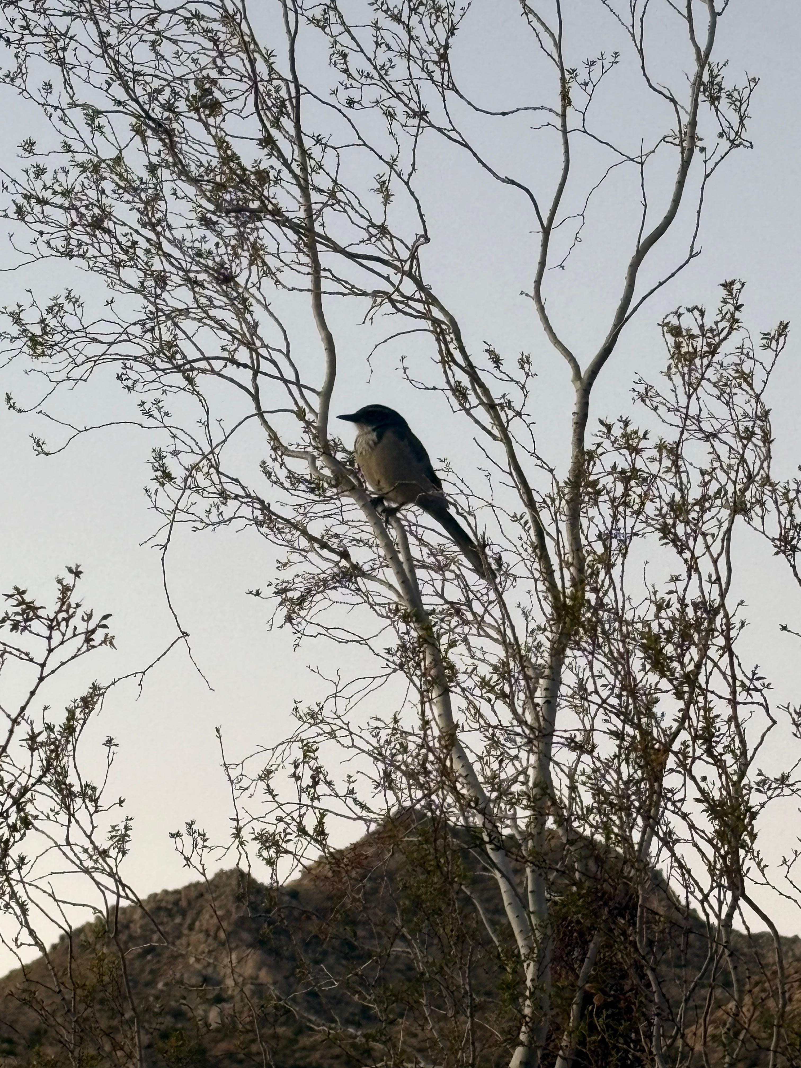 Een vogel in de tuin 