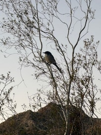 Een vogel in de tuin
