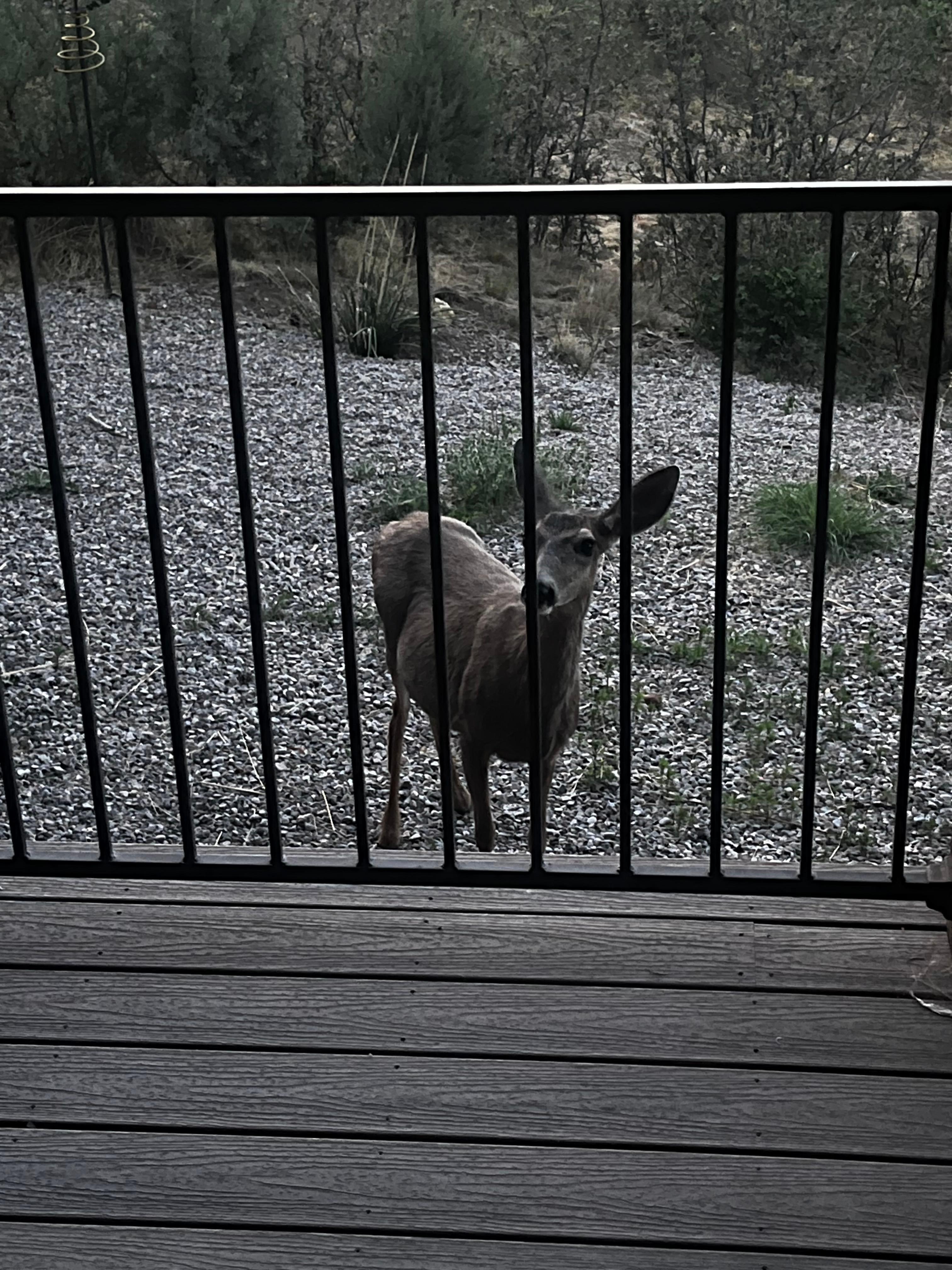 We had a cute visitor one evening. 