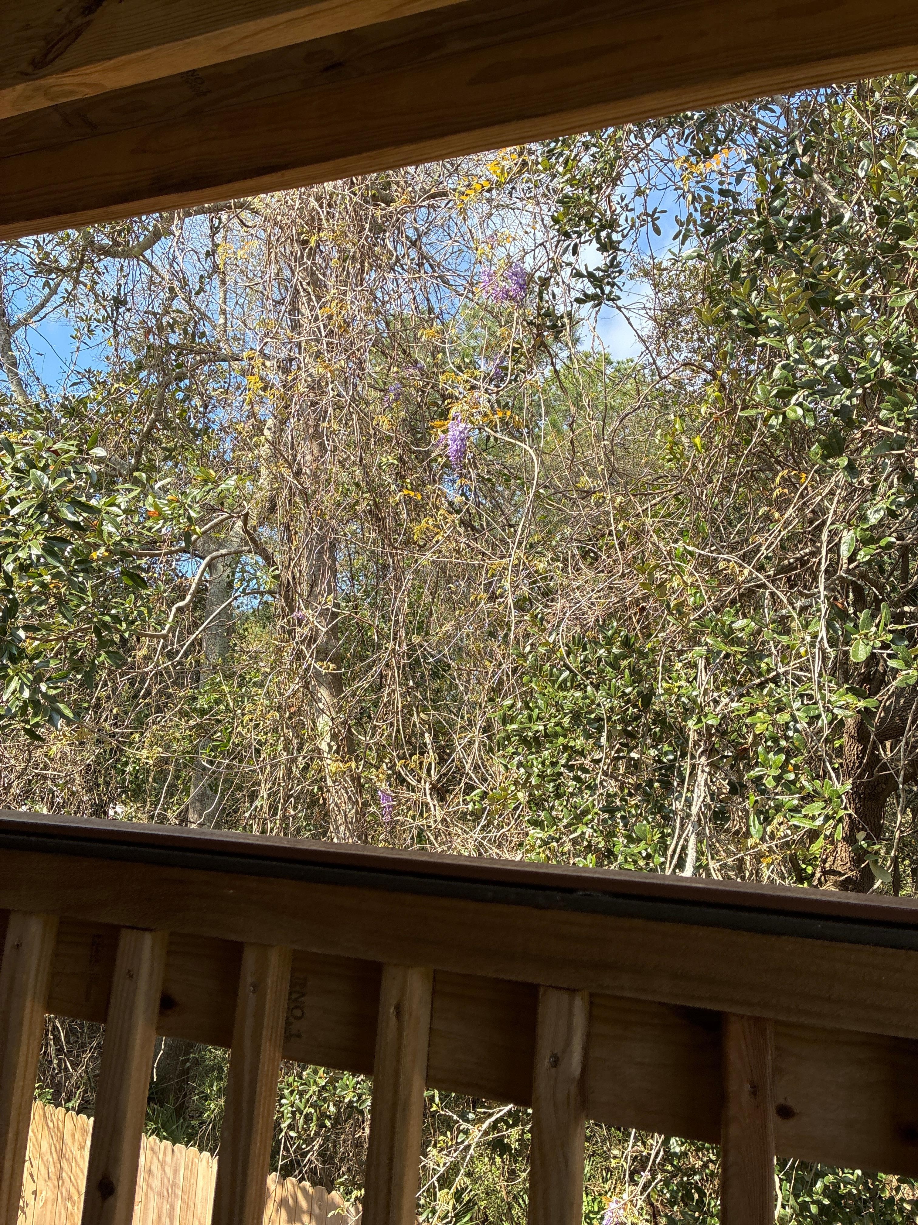 Wisteria in bloom. Beautiful!